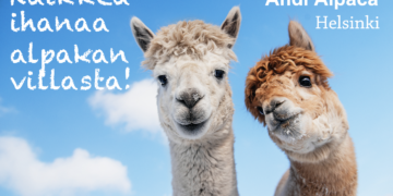 18. Andi alpaca (6.12.–13.12.)